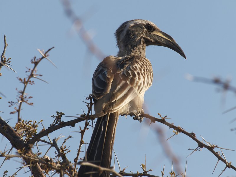 Etosha National Park, Hornbill